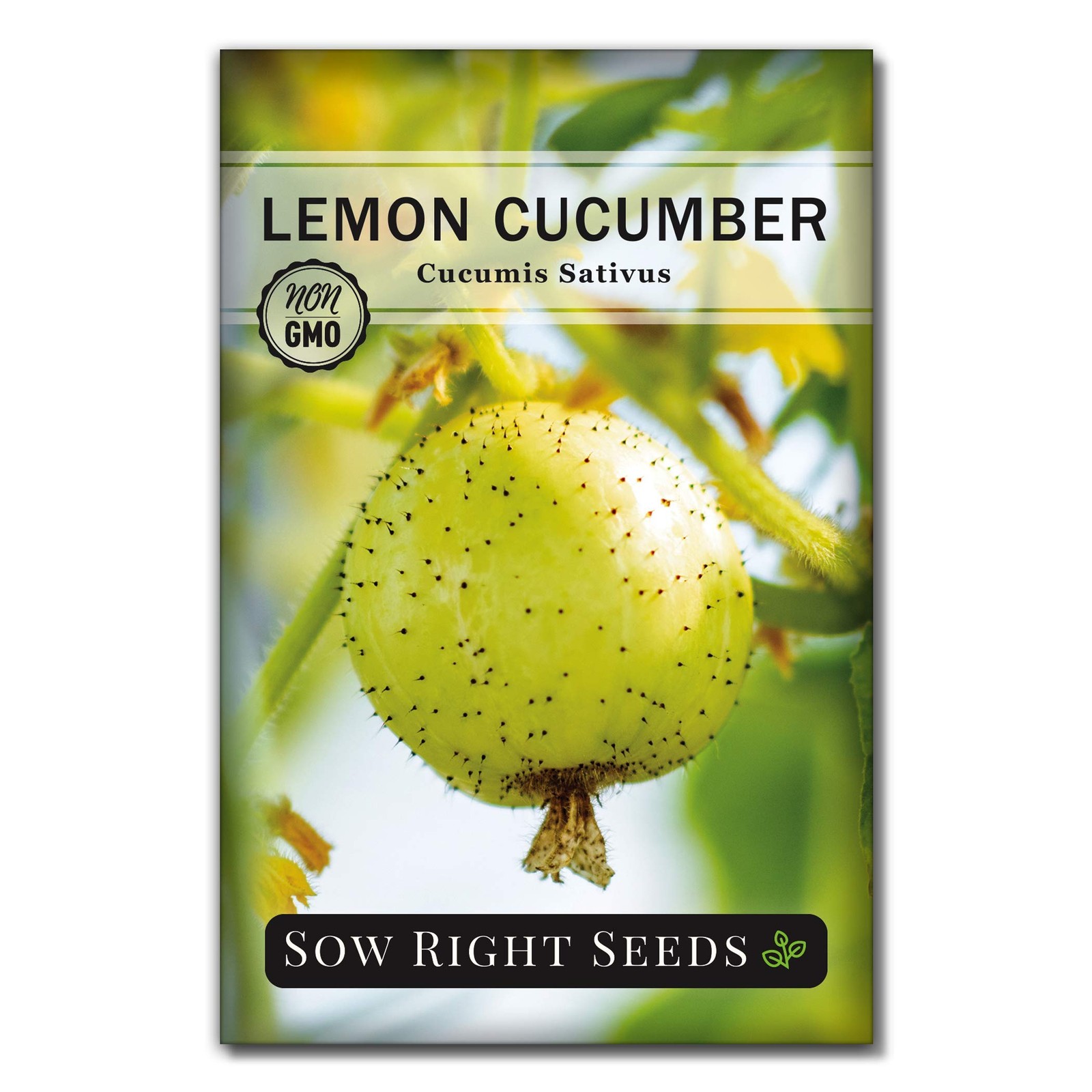 Sow Right Seeds – Lemon Cucumber for Planting – Non-GMO Heirloom Yellow