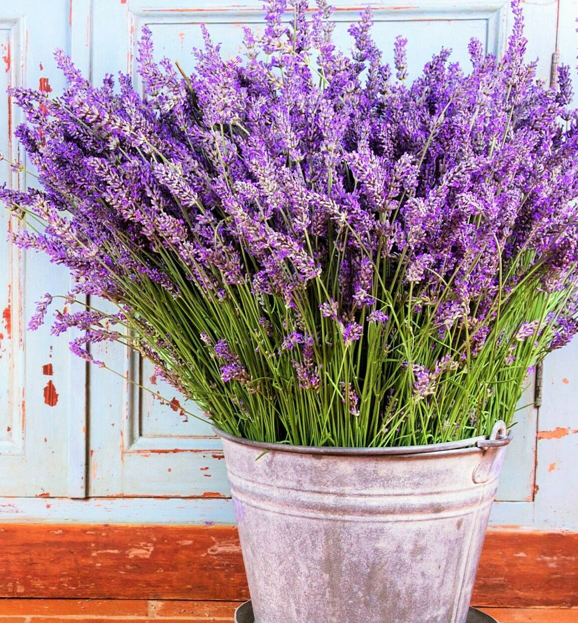 Vera Lavender Seeds | Sweet English Perennial Flower Purple Aromatherapy Seed