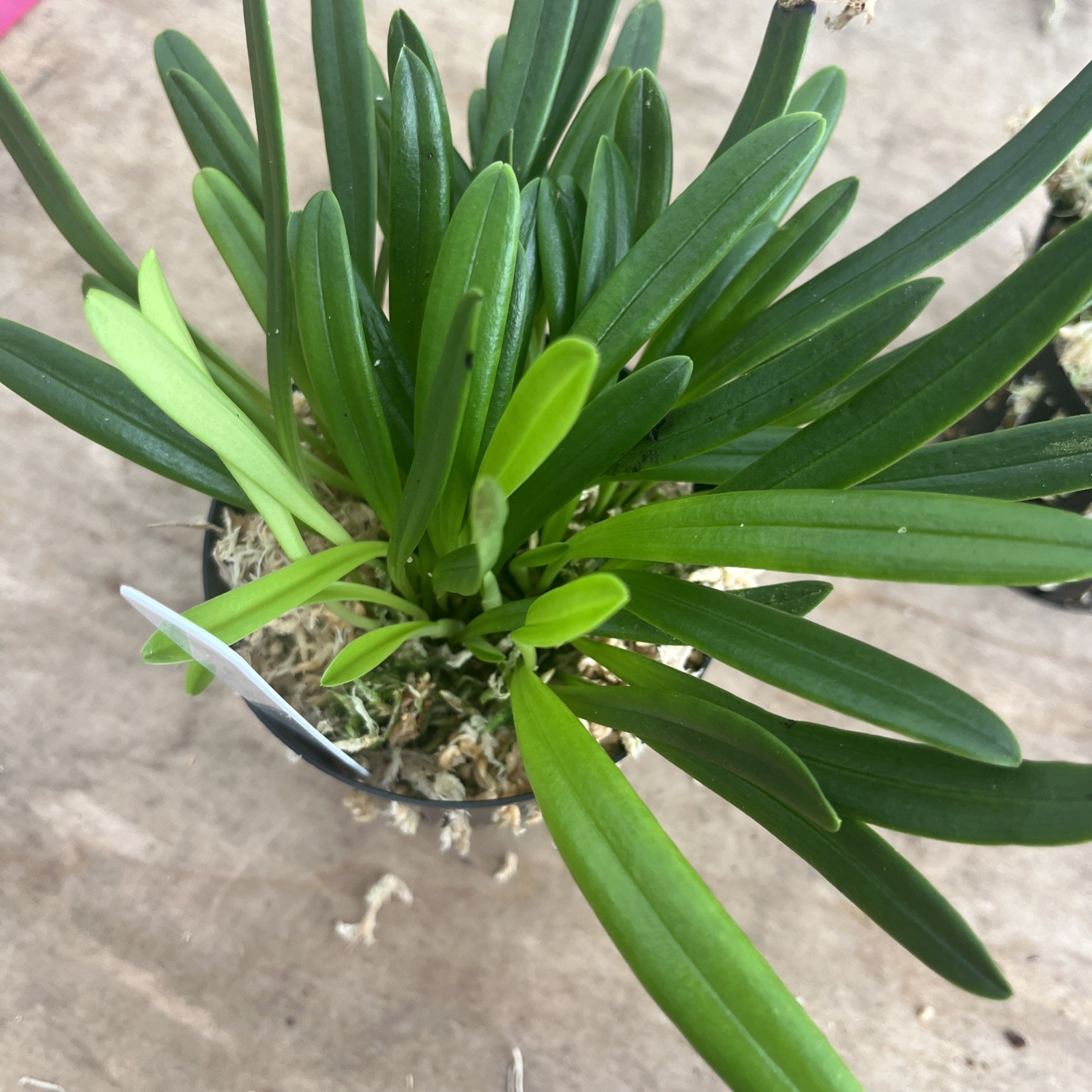 Masdevallia Herradurae 3.5” Pot