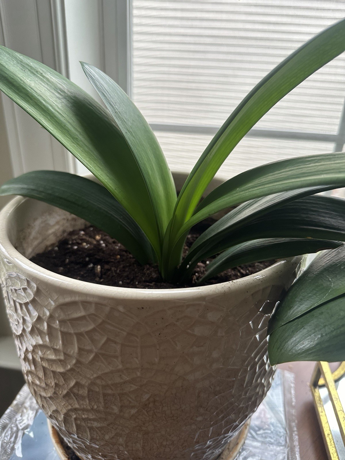 Clivia Miniata plants, Bush Lily, 6-8 leaves, Live Evergreen, Rare
