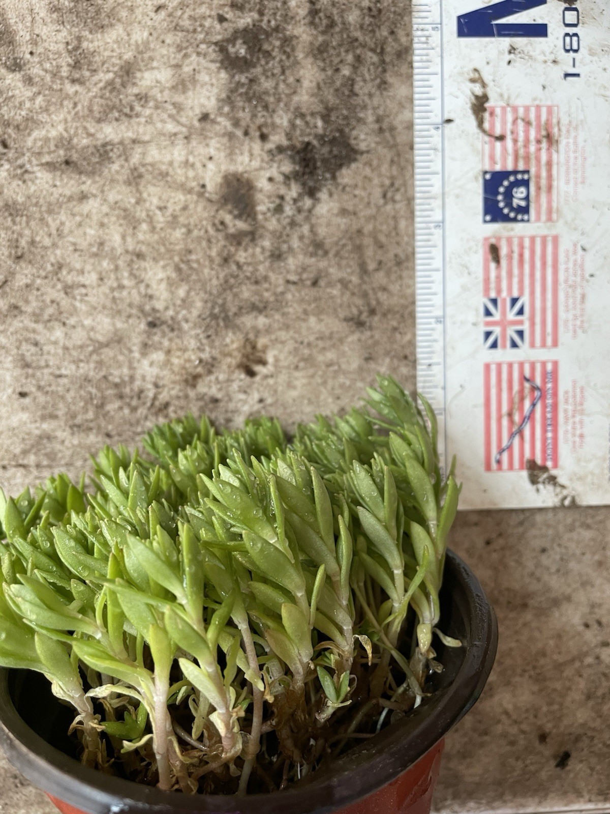 1 Well Rooted Stringy Stonecrop, Sedum Sarmentosum, Kuab Nplais Dib in Hmong