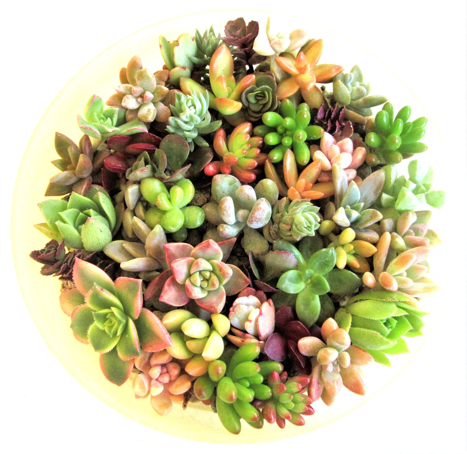 30+ ROSETTES 30 (!) Varieties Succulent 1-2 inch Cuttings Free Ship 2+ Lots