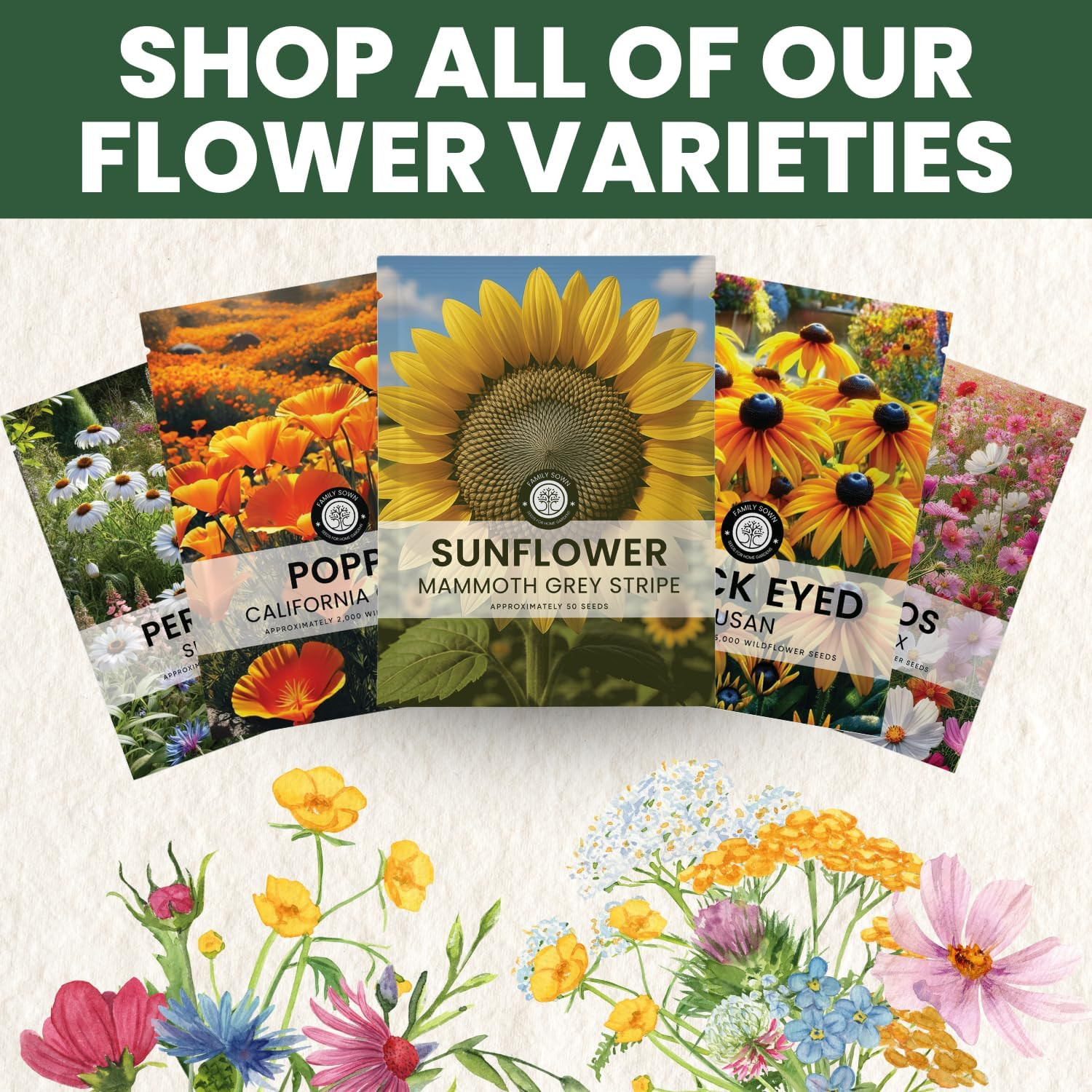 Large Grey Stripe Sunflower – 50 Seeds for Planting – 5 Gram Packet – 2026 Seaso