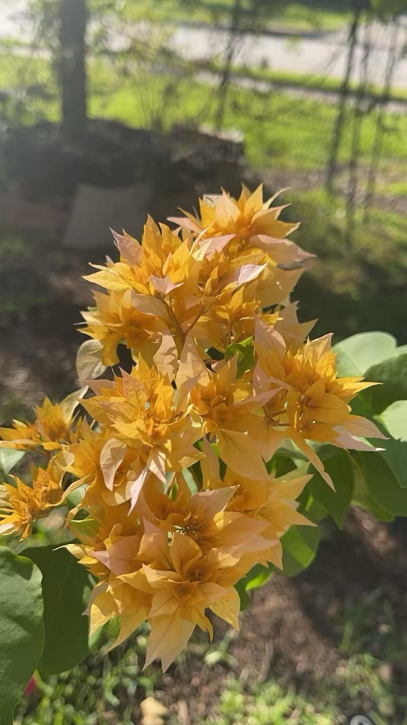Doubld Petals Gold Yellow Bougainvillea 2 Ft Tall 3 Gallons Pot