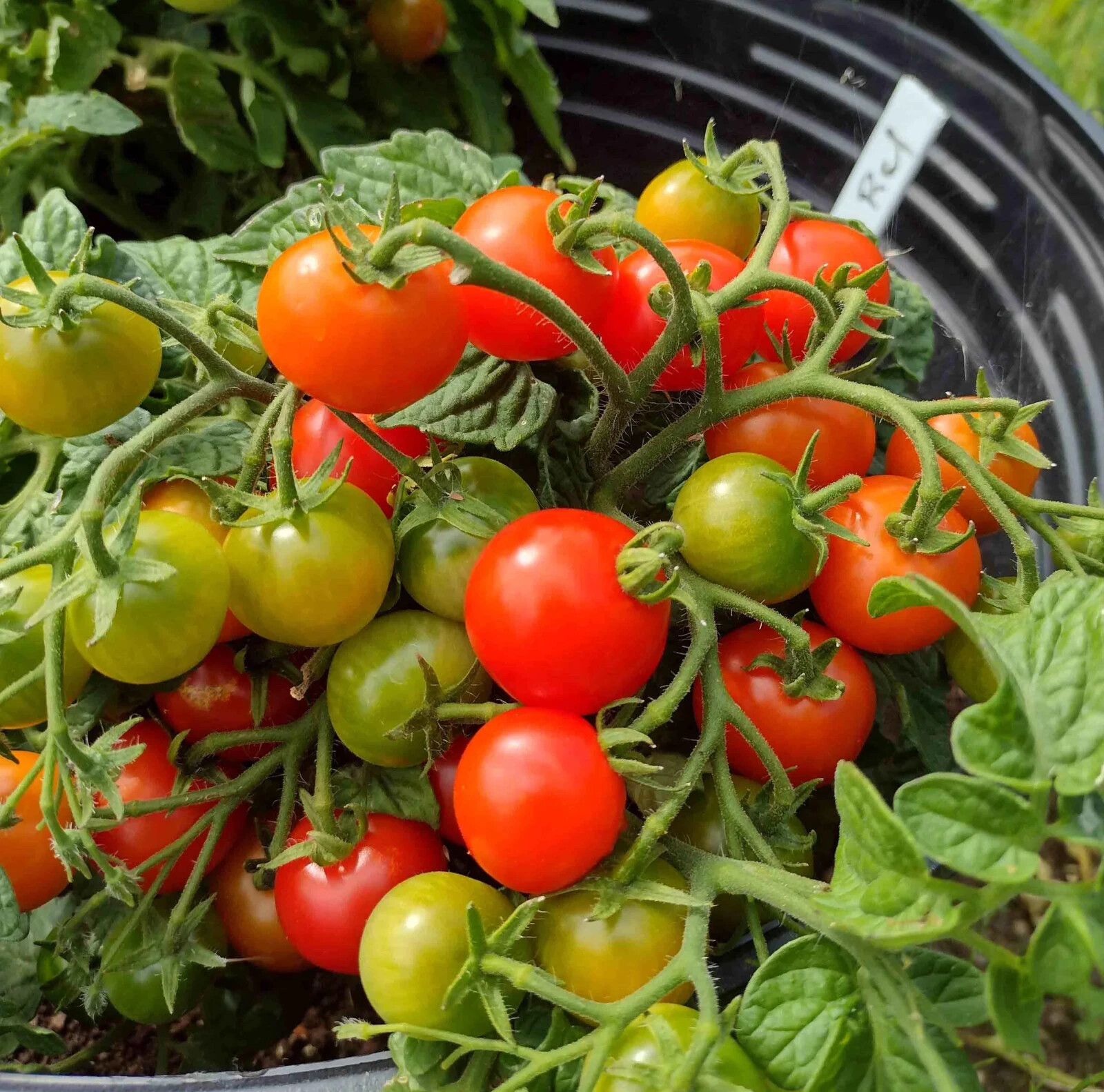 15 WINDOW BOX RED MICRO DWARF TOMATO SEEDS ~ AEROGARDEN ~ 2026 ~ NON-GMO