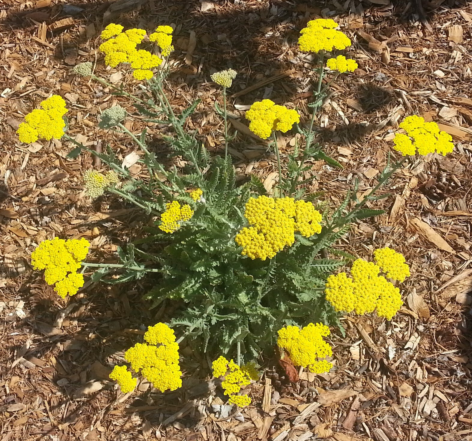 Yarrow Coronation Gold 25 Plants in 3-1/2 inch Pots