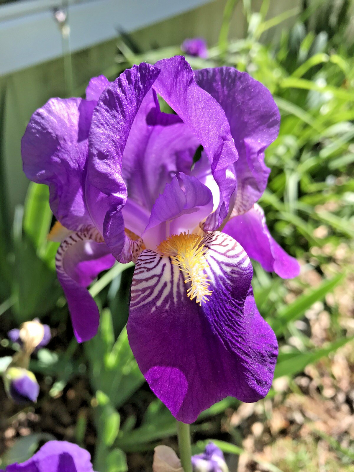 4 Iris Rhizomes Fan Bulbs Perennial Purple Flowers Bare Root Plant