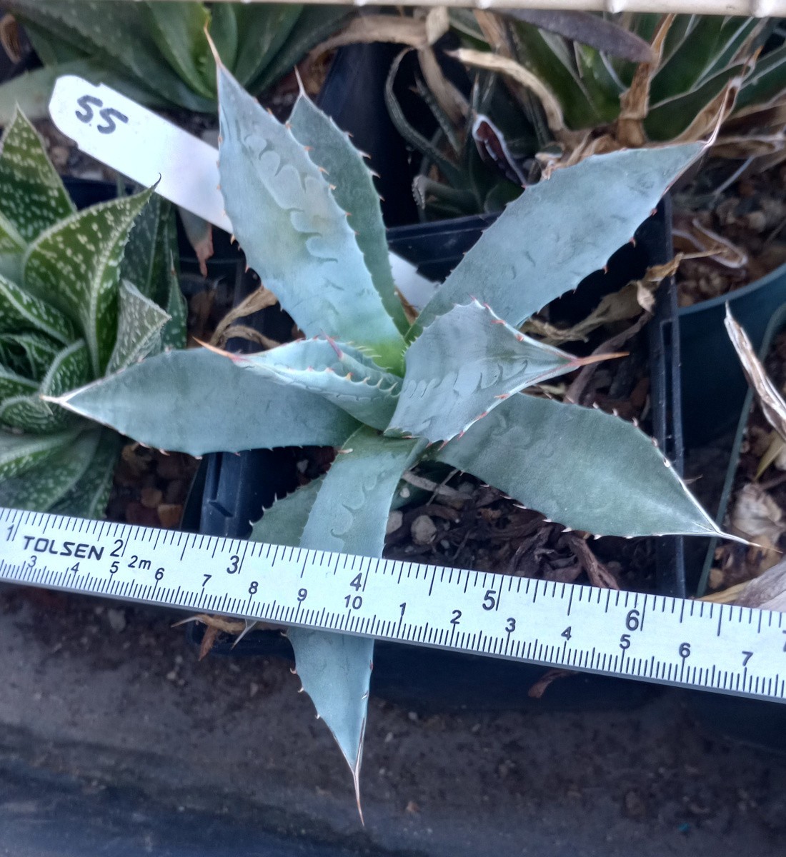 Agave zebra Distintive Blue Rosette with Jagged Red Marginal Spines 55
