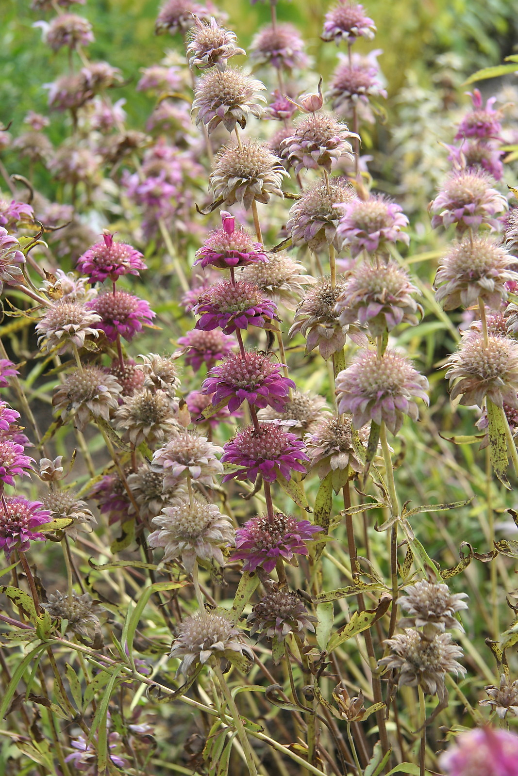 Monarda citriodora LEMON BEE BALM Perennial Seeds!