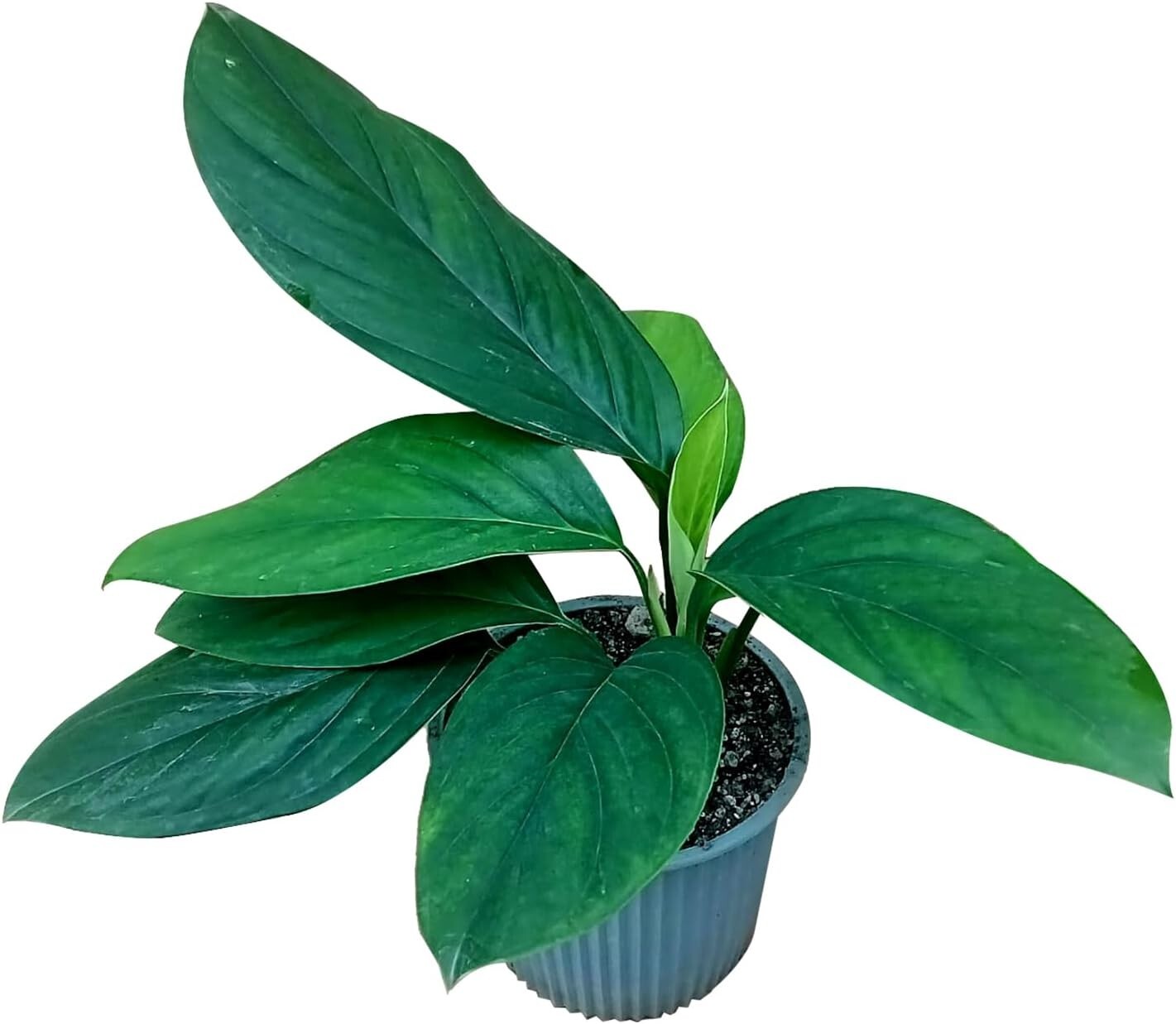 Monstera Perú by LEAL PLANTS ECUADOR | Rare Variety Oblique Peru | Natural Décor