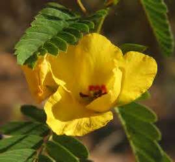 PARTRIDGE PEA 50 FRESH SEEDS YELLOW FLOWER FREE USA SHIPPING