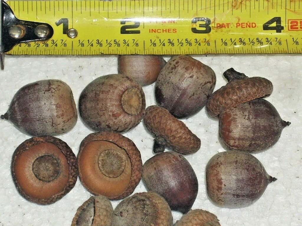 50 Seeds Eastern Black Oak ACORNS Seeds T82.3 – Quercus velutina