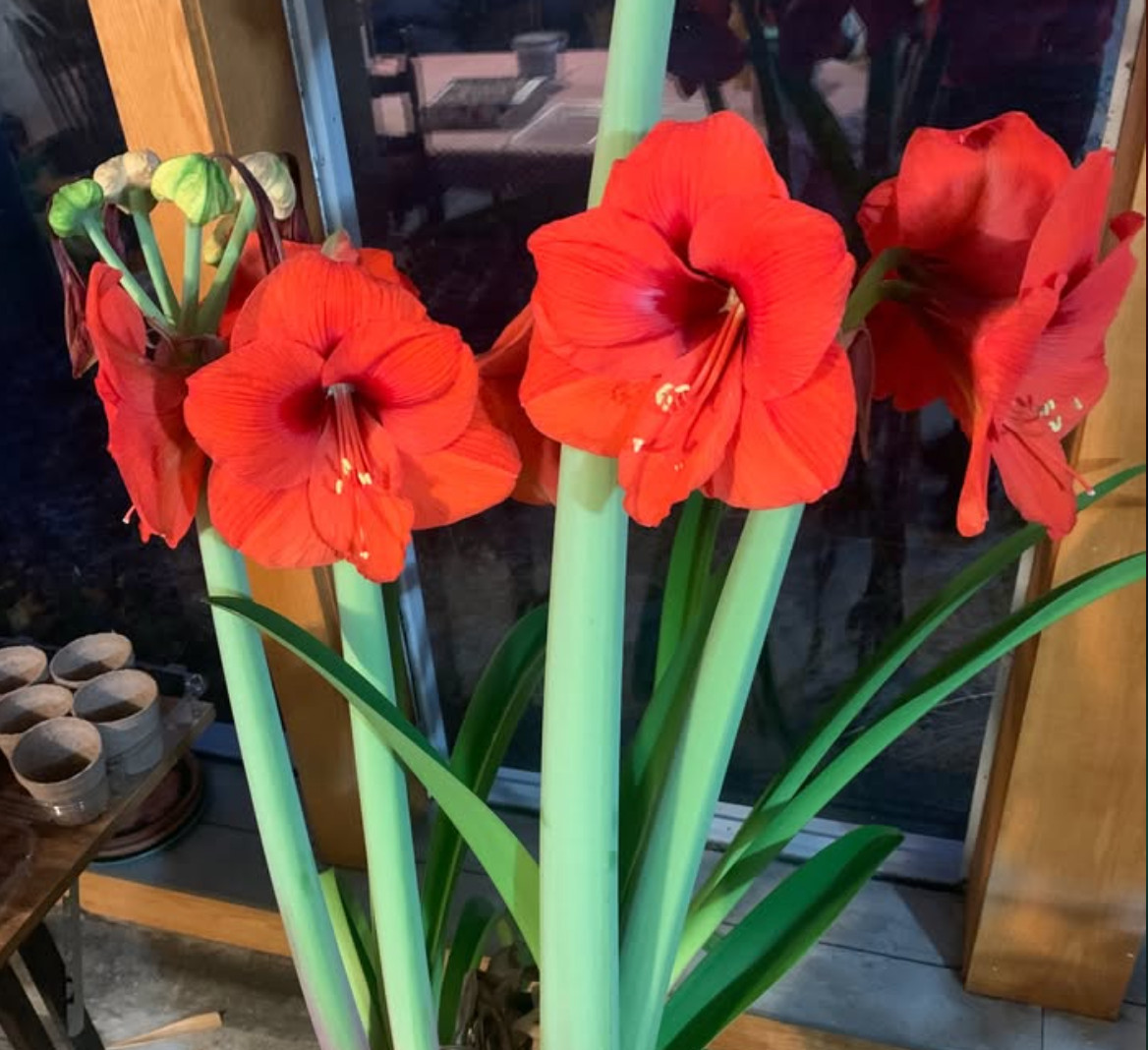 Red Lion Amaryllis Seedlings (2-yr old, 2.6″ x 2.6″ Planter)