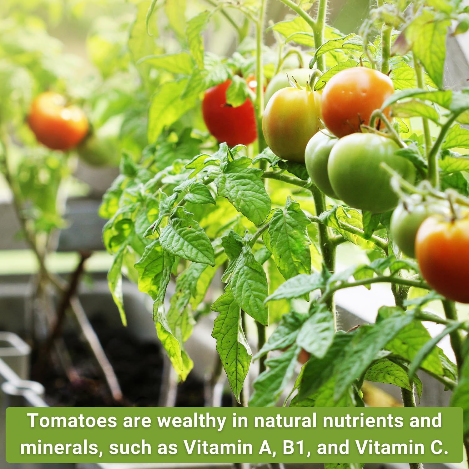 Sow Right Seeds – Classic Tomato Seed Collection for Planting – Cherokee Purple,