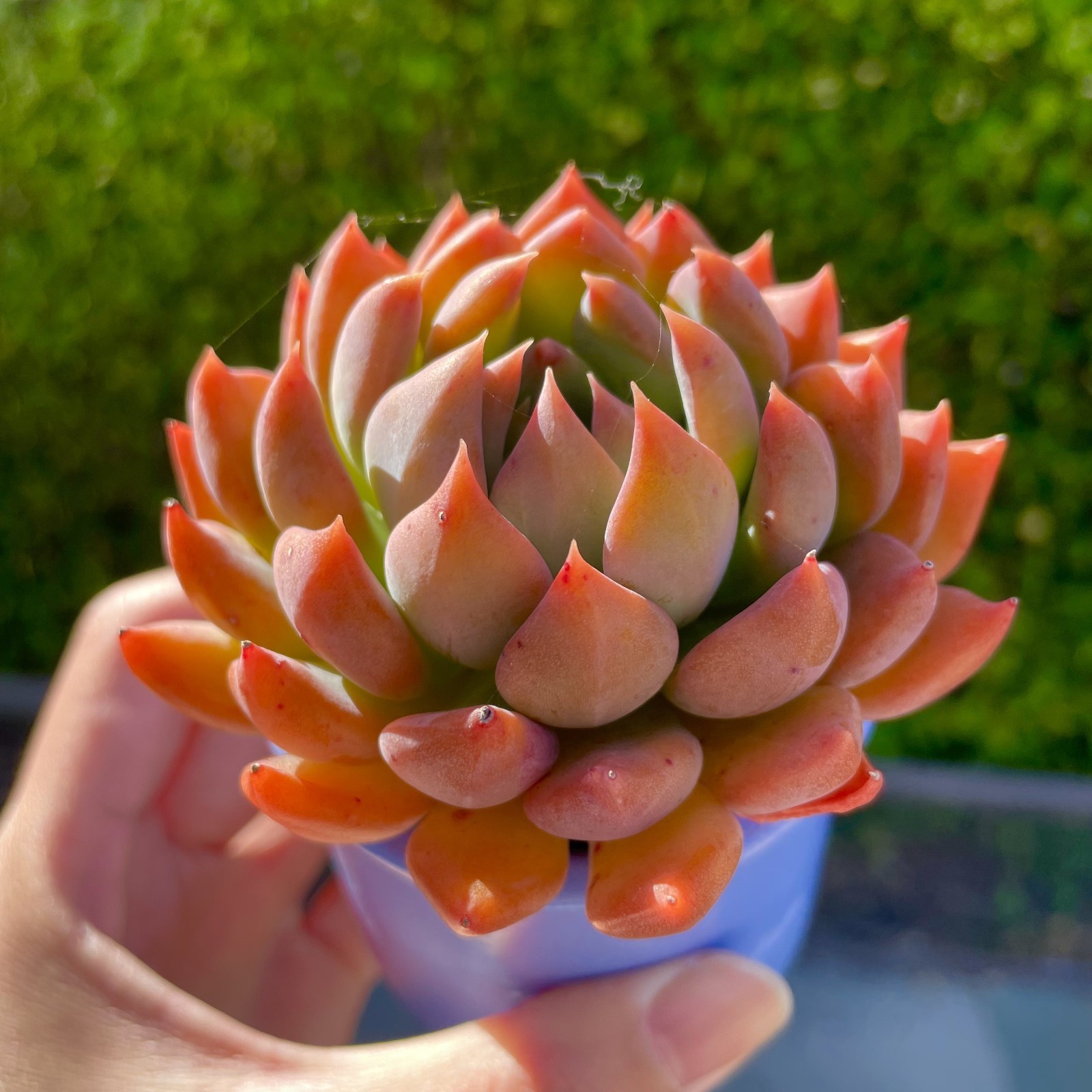 Rare Succulent Dark Elf Fully Rooted Healthy Live Easy Care Plant 2-3 Inches