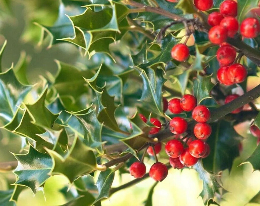China Girl Holly – Live Plant in 4″ Pot (6–12″ Tall)