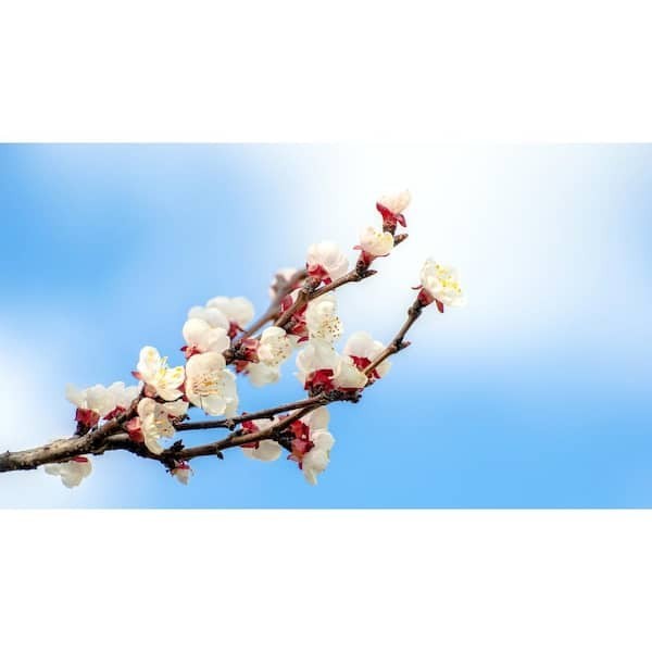 Dwarf Moorpark Apricot Tree – Bare Root, 3–4 ft., 2-Year-Old, Sweet Fruit