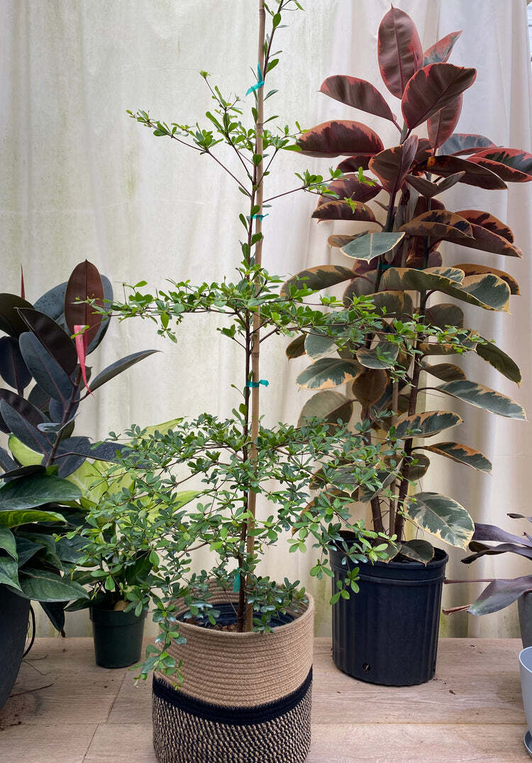 Black Olive Tree Plant Live Shady Lady Bucida Buceras Fast Grow 1 Gal Pot 1-2 Ft