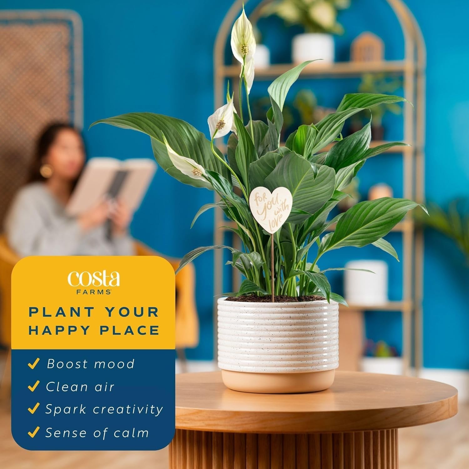 Lush Peace Lily Indoor Plant – Air Purifying Flower in Decorative 14-Inch Pot