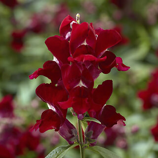 Snapdragon Snaptini Red 2,000 seeds