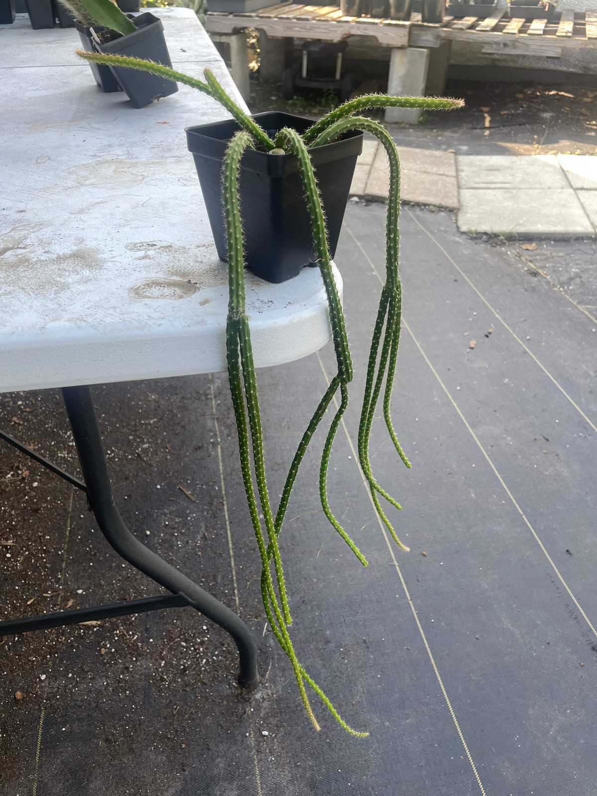 Rat Tail Cactus Ready For Hanging Basket 3.5″ Pot! Very Long Flowering Size!