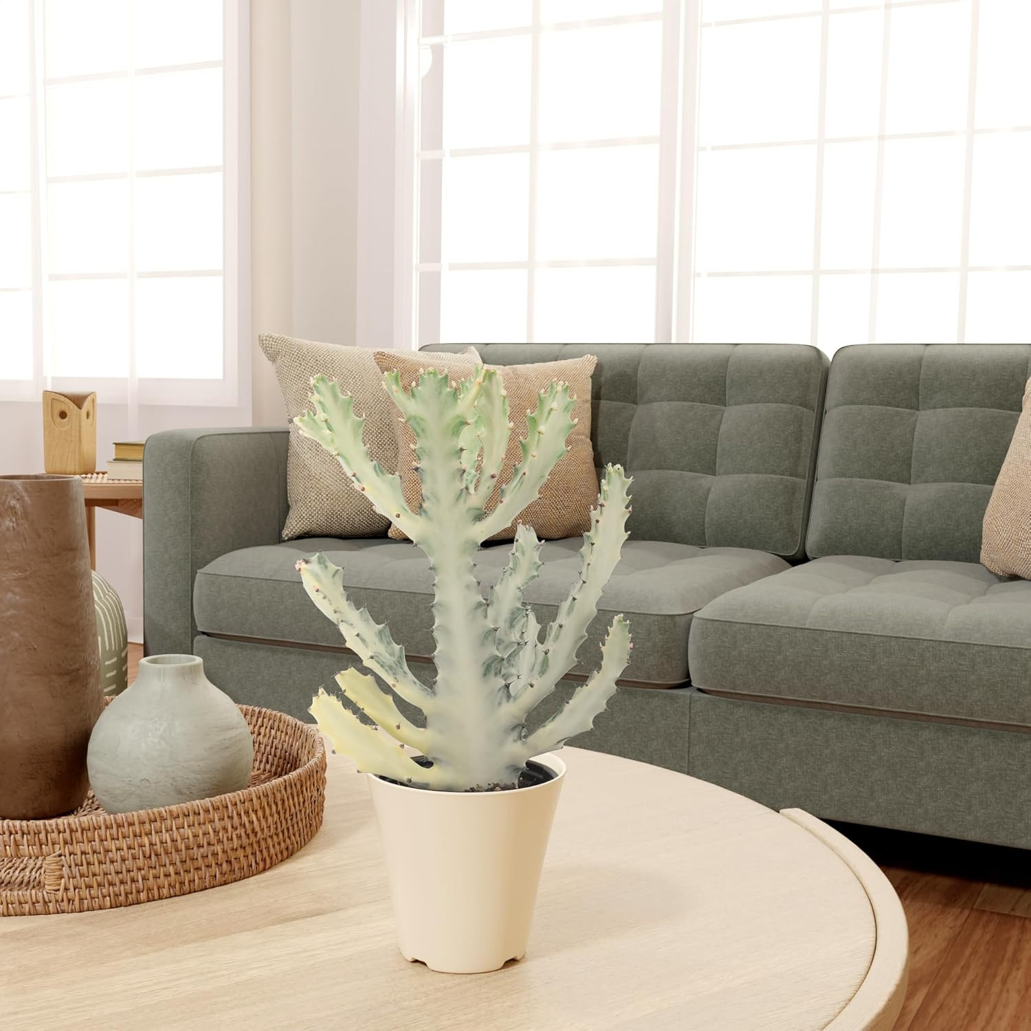 Live White Ghost Cactus Variegated Dragon Bone Indoor Houseplant in Plastic Pot,