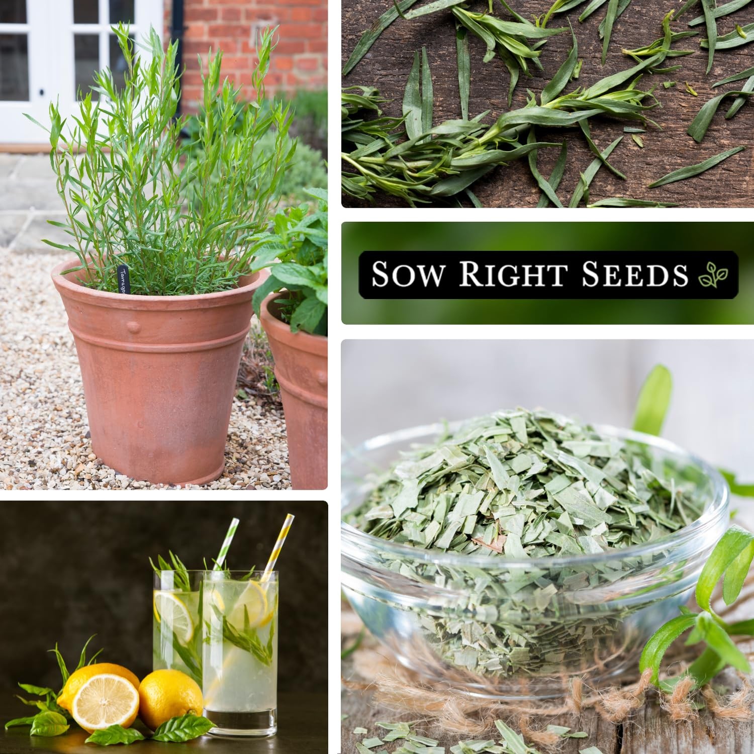 Sow Right Seeds – French Tarragon for Planting – Non-GMO Heirloom green