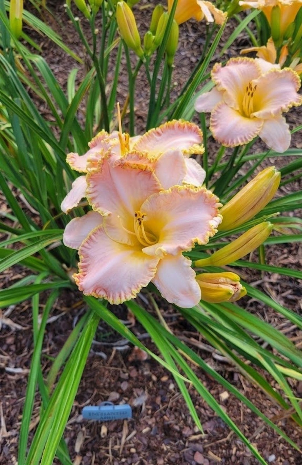 Daylily ‘Enchanted April’ 5 1/2″ Pink Lavender Blooms on 24″ Flower Scapes