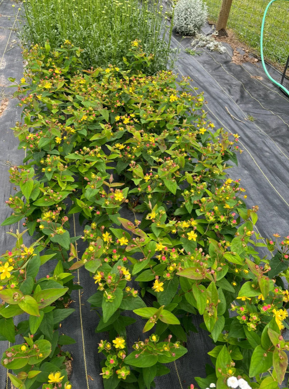 1 Live Hypericum ‘Ruby Globo’ Plant – 1–3” Tall in Plug – Ornamental Shrub
