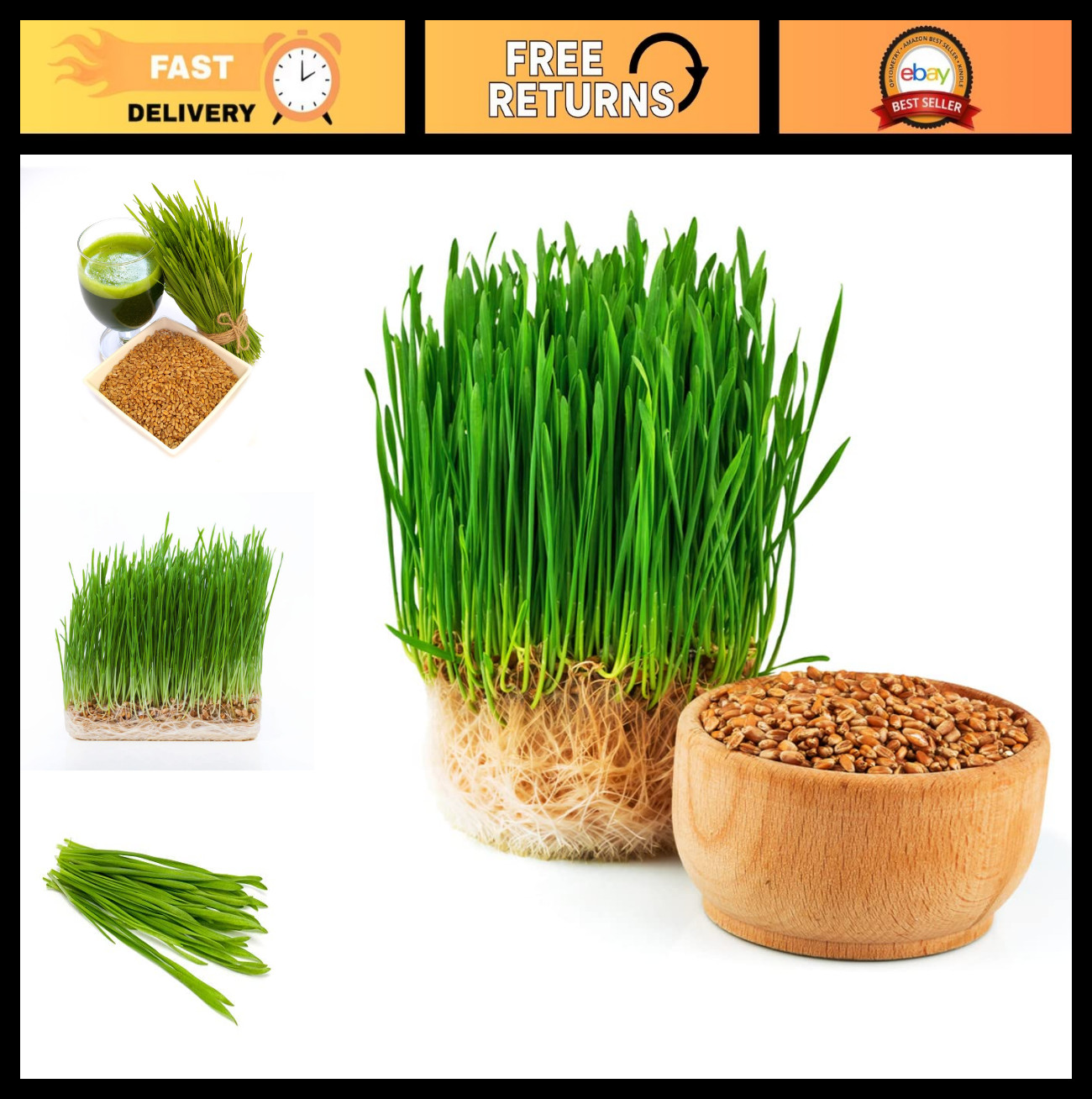 Non-GMO Hard Red Winter Wheatgrass Seeds – Chemical Free, High Germination (5 lb