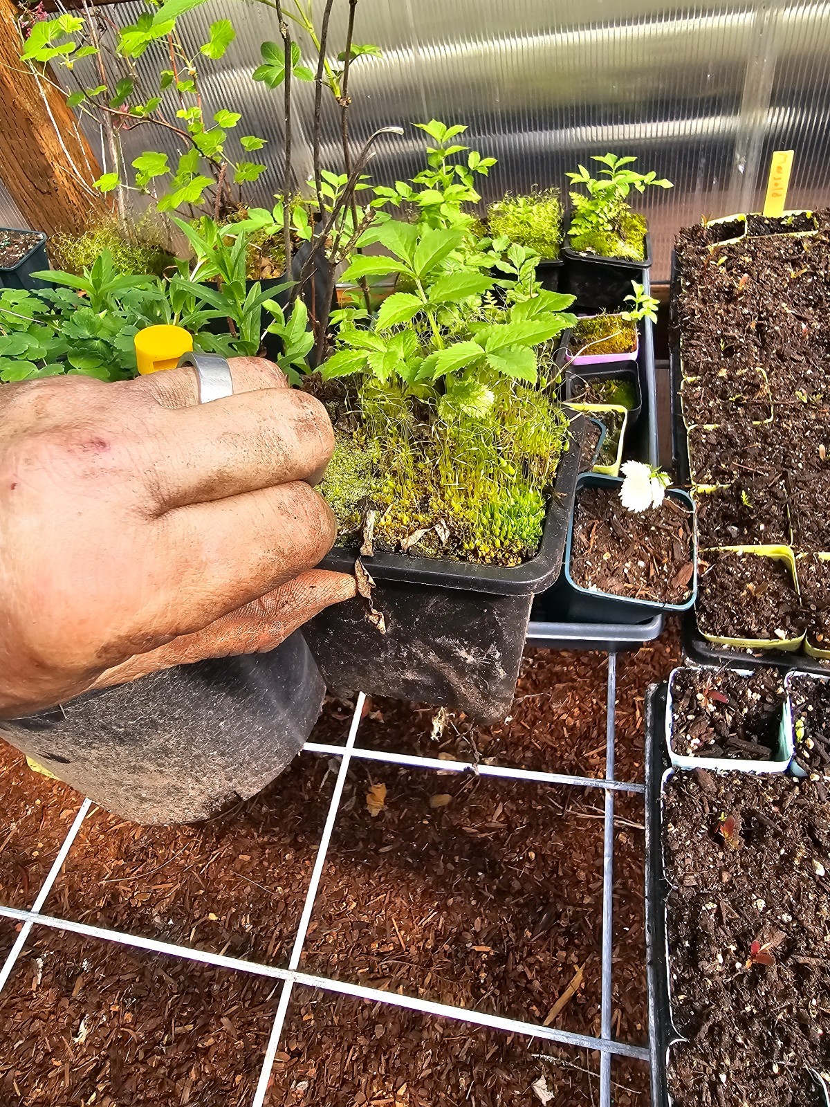 TWO medium RED ELDERBERRY tree plant live berry in 4″ pot