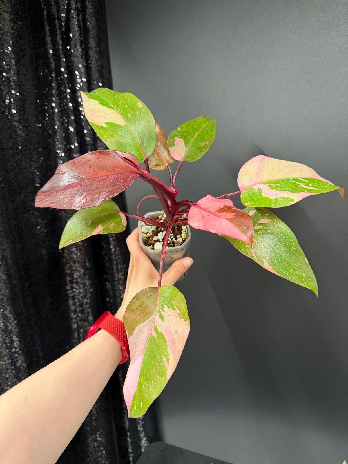 Philodendron Persimmon Princess Variegated, Exact Plant, US Seller