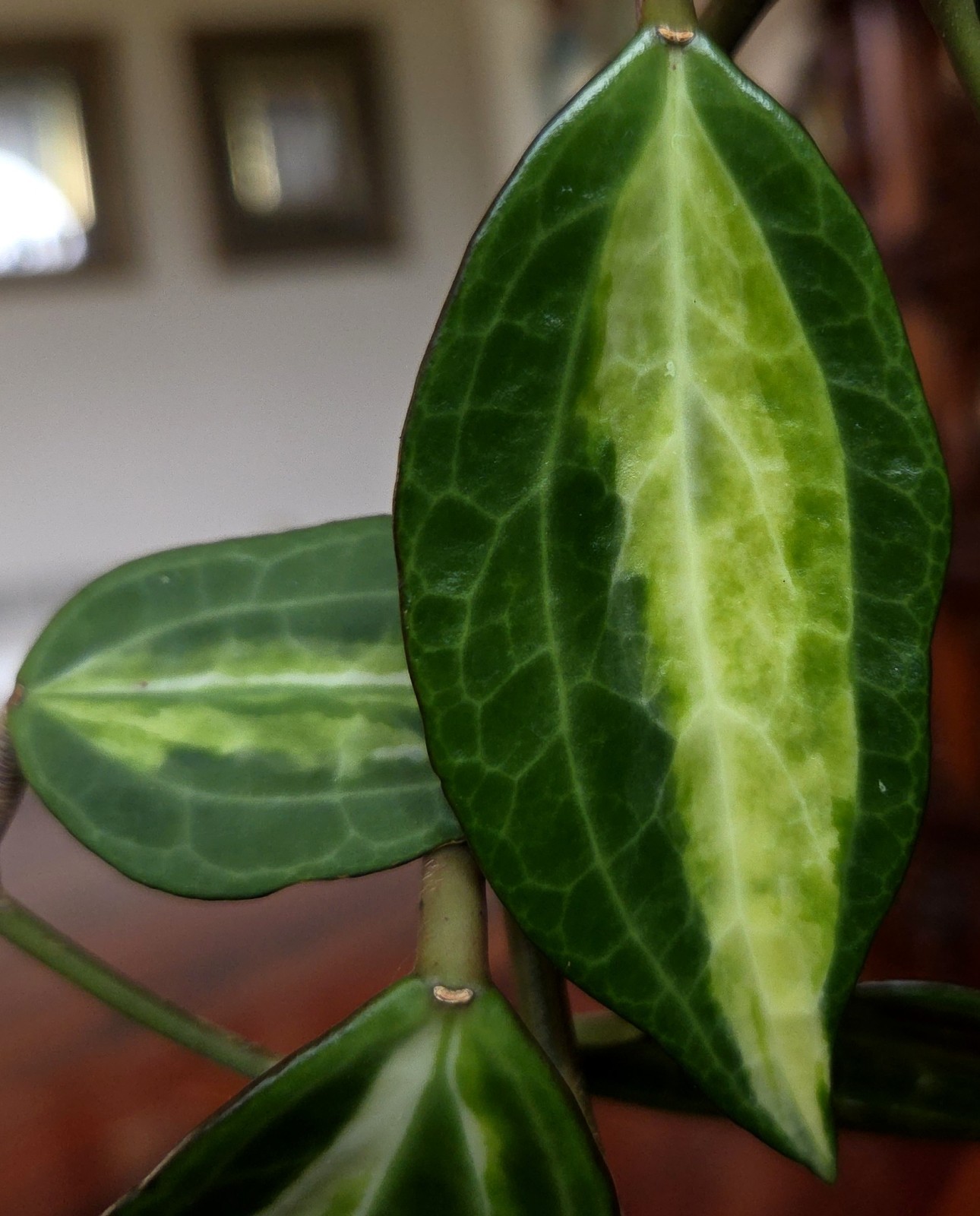Rare Reverse Variegated Hoya Latifolia 24″ Tall Not Monstera Philodendron Aroid