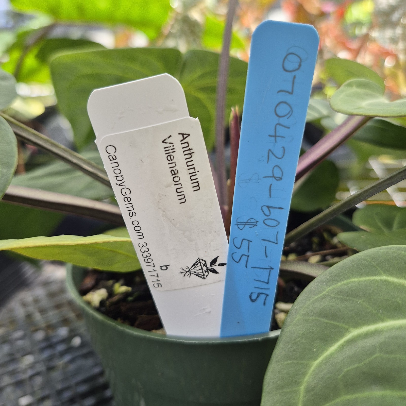 Anthurium Villenaorum, Exact Plant Ships Nationwide