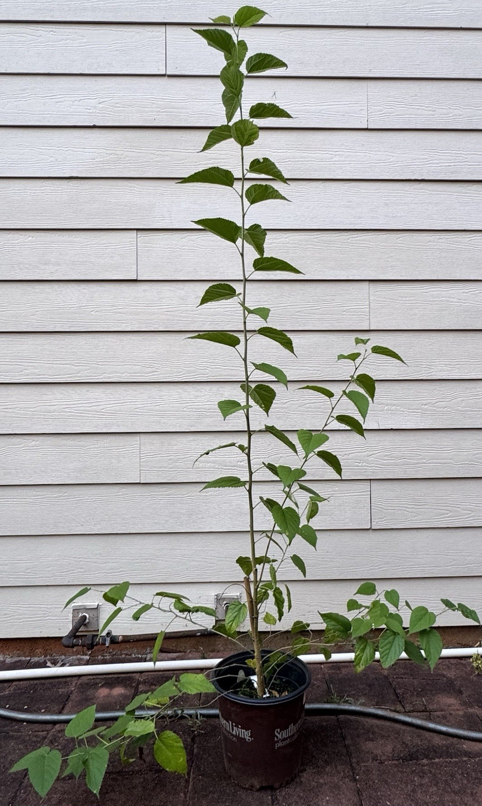 (NEW) 1 Live Mulberry Plant 3-5 Feet Tropical Very Sweet – Mature Fruiting Size