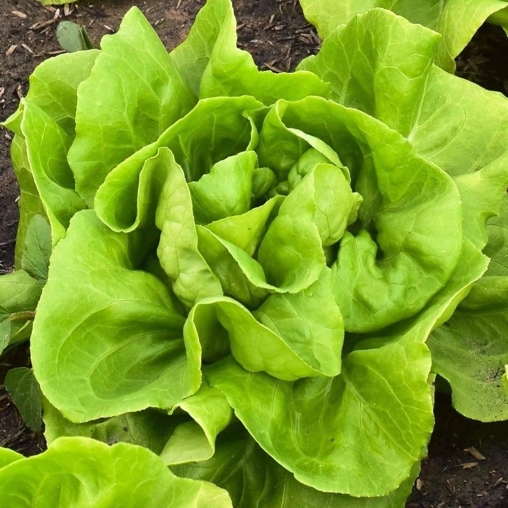 1000+ Buttercrunch Butterhead Lettuce Seeds — —- NON GMO —–FRESH