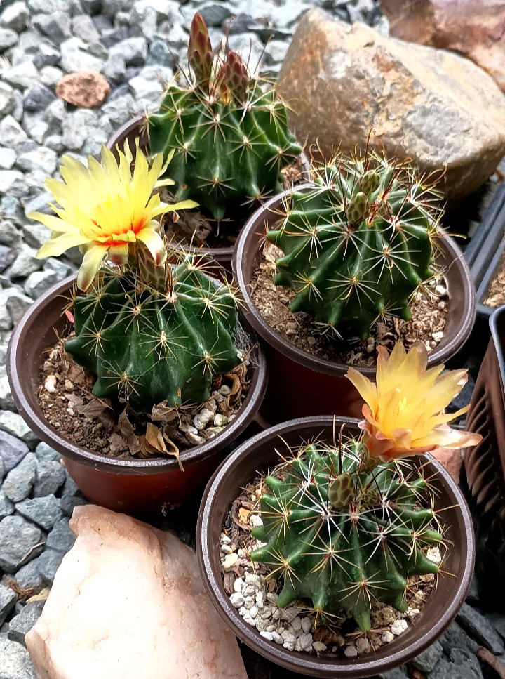 Ferocactus hamatacanthus var. sinuatus 4″ mature rooted flowering globe Cactus