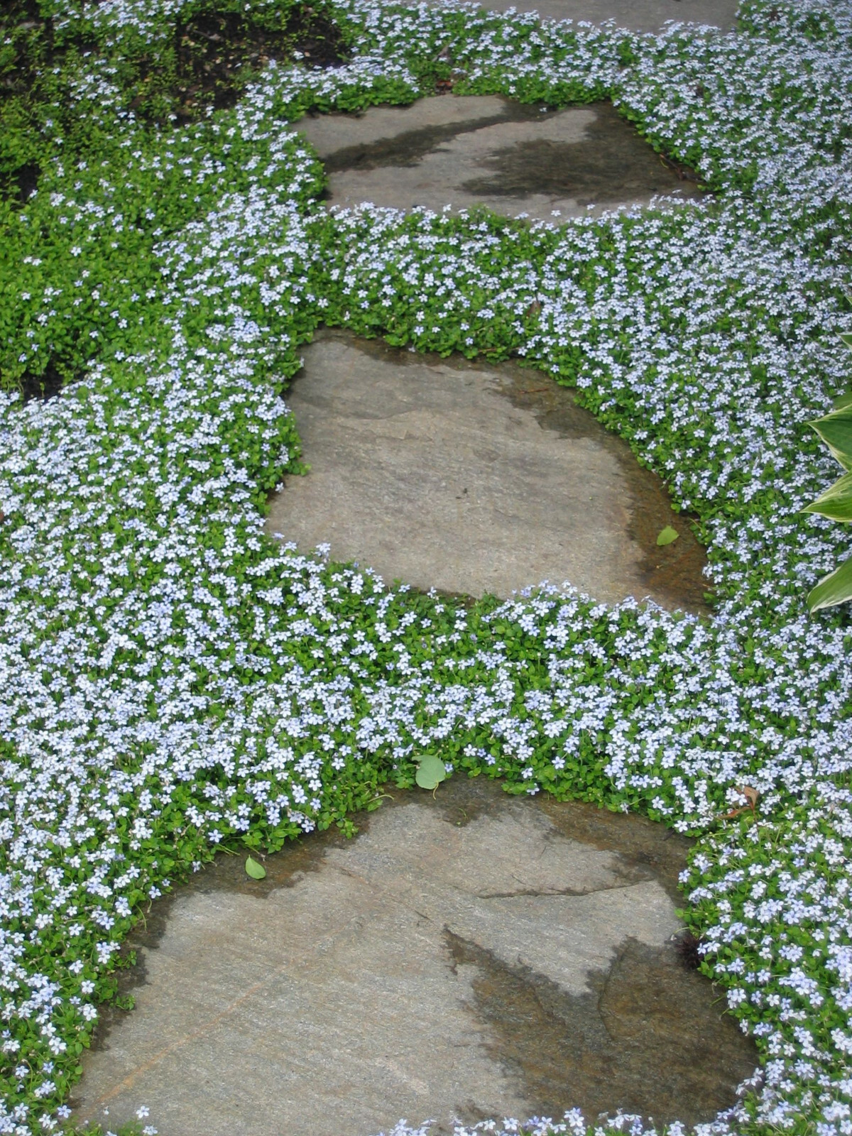 Laurentia Blue Star Creeper 15 Plants in 3-1/2 inch Pots
