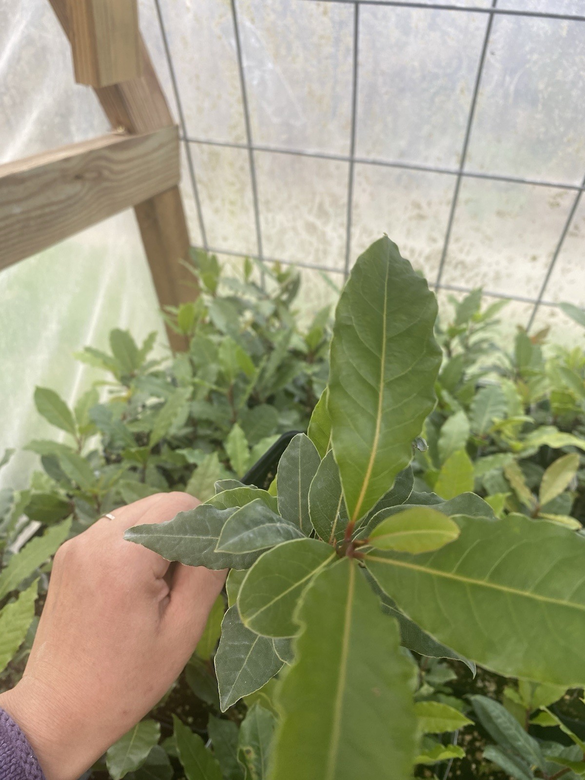 Bay Leave Herb live plant ship without pot/ Laurel Nobilis/ Bay herb plant