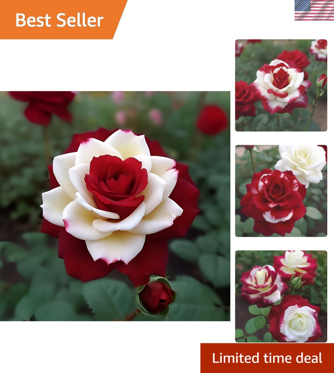 Captivating 20 Heirloom Rose Seeds – Flourish in Your Garden from Spring to Fall