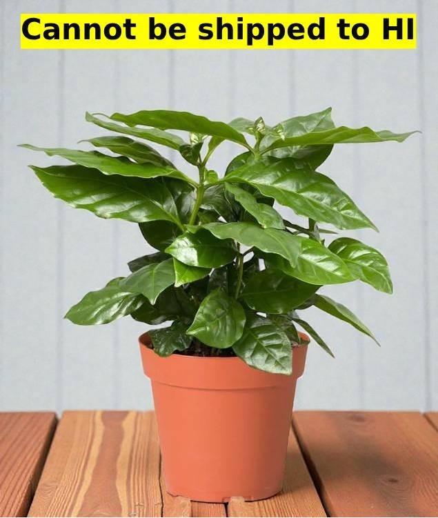 Arabica Coffee Plant Mocha Coffea Hybrid Rare Indoor Houseplant In 2.5″ Pot