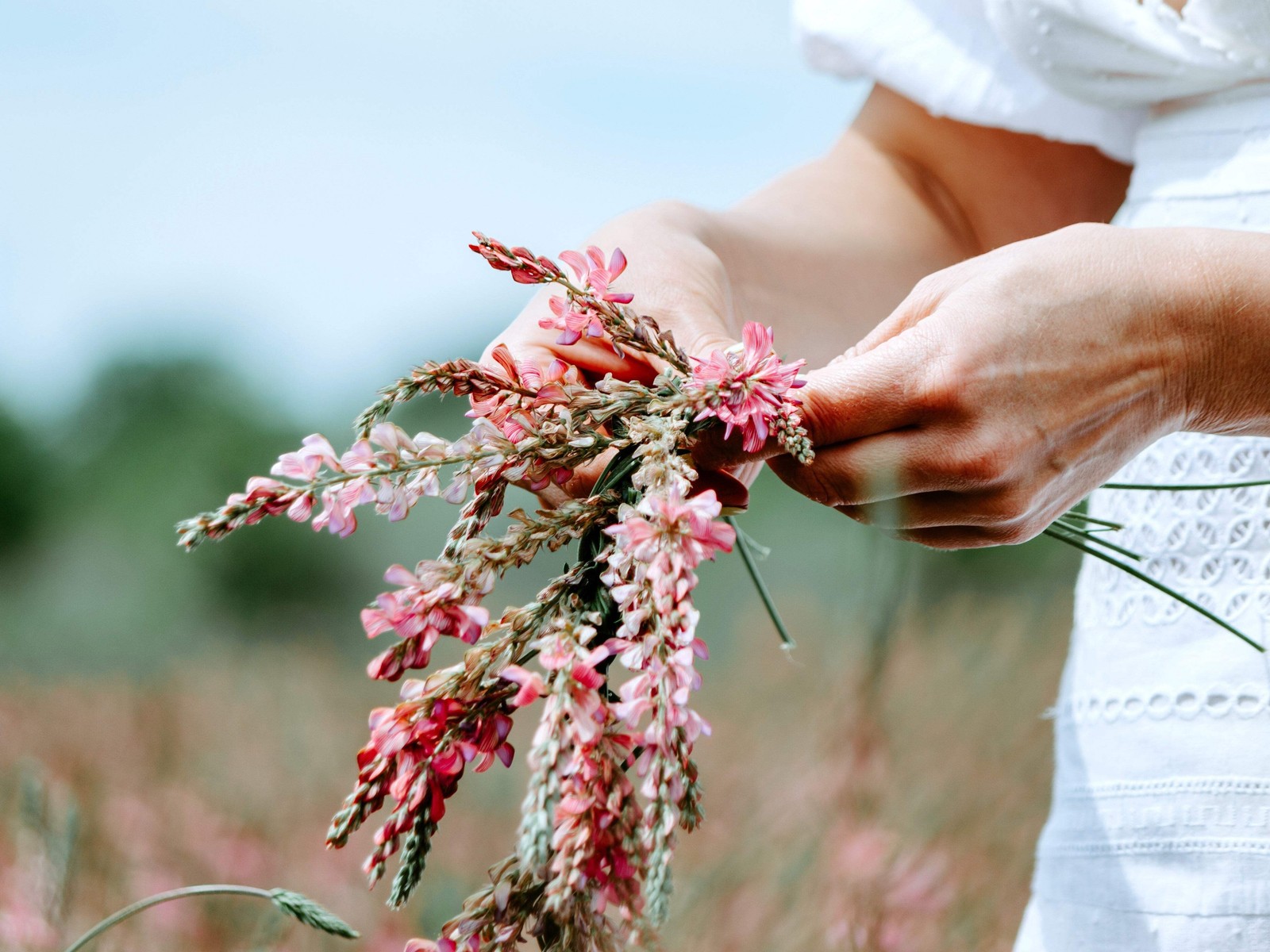 50 PINK SAINFOIN Onobrychis Viciifolia Holy Clover Legume Ground Cover Seeds