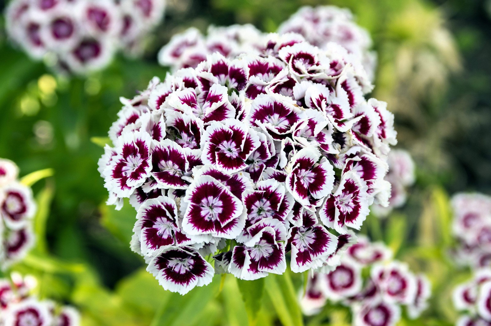 50 HOLBORN GLORY DIANTHUS Barbatus Red & White Flower Seeds *Flat S/H
