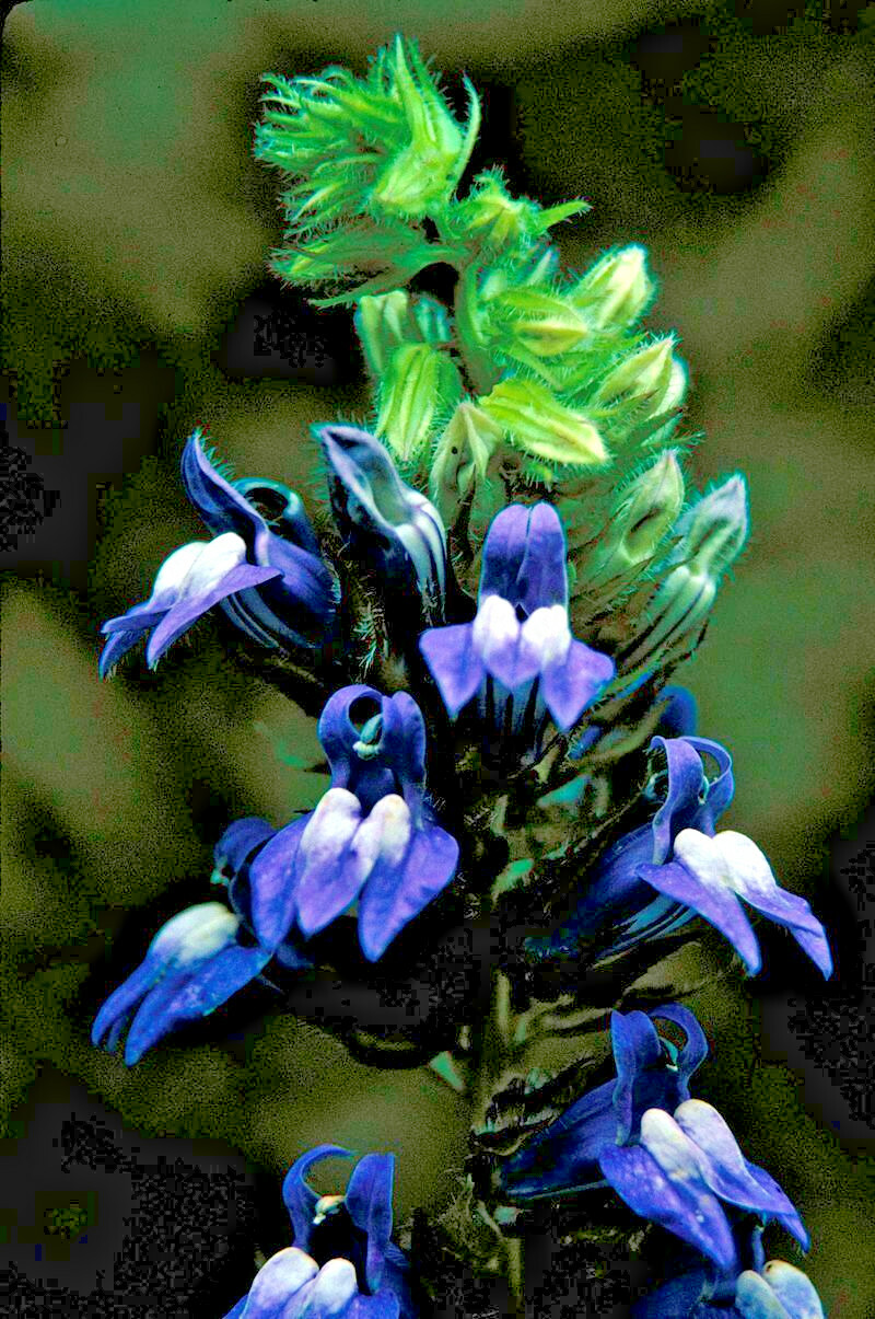 Giant blue lobelia 253 SEEDS, LOBELIA SIPHILITICA hardy, EZ to grow, USA seller