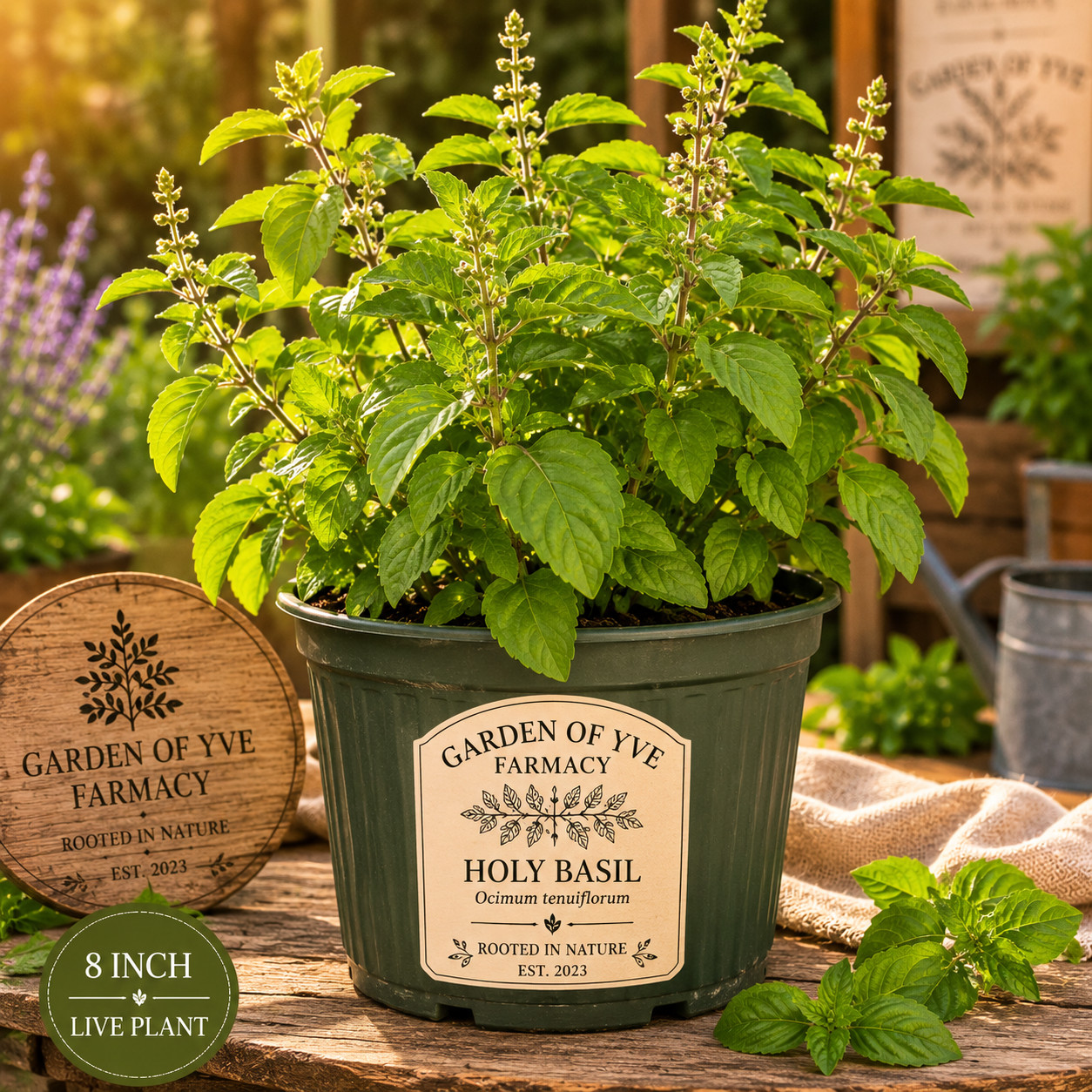Large Holy Basil Plant — Live 8-Inch Potted Tulsi Herb Plant