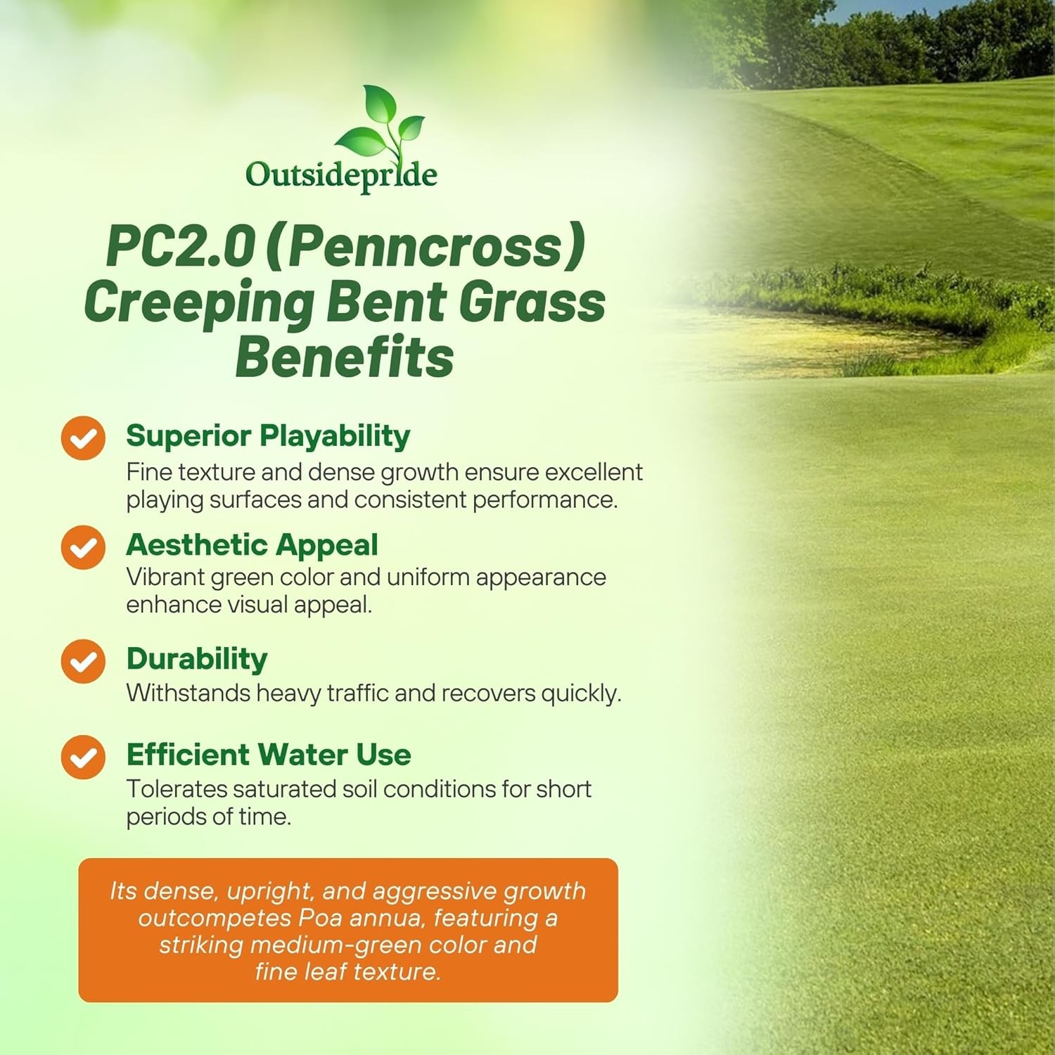 2 LBS PC2.0 Penncross Creeping Bent Grass Seed – Putting Green Seed
