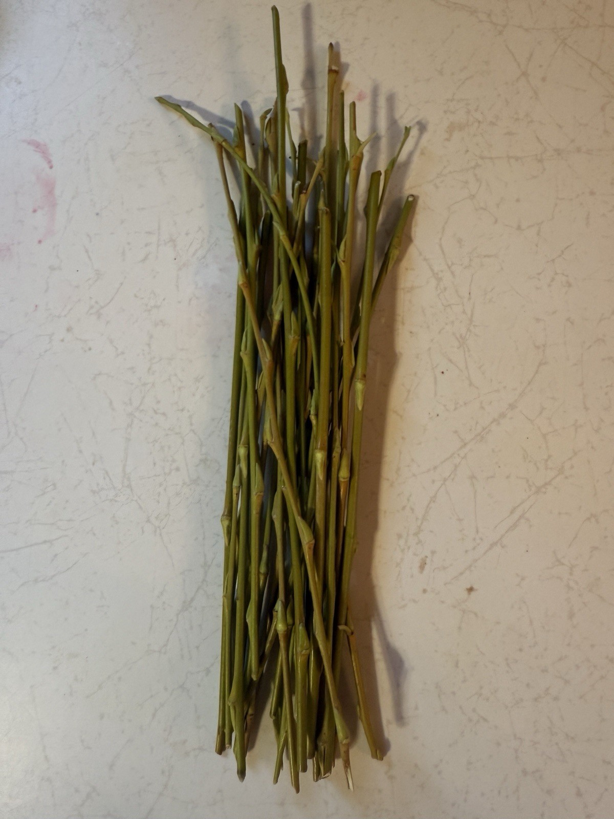 Willow Clippings For DIY Willow Rooting Water – 25 New Growth 6in+ Cuts!