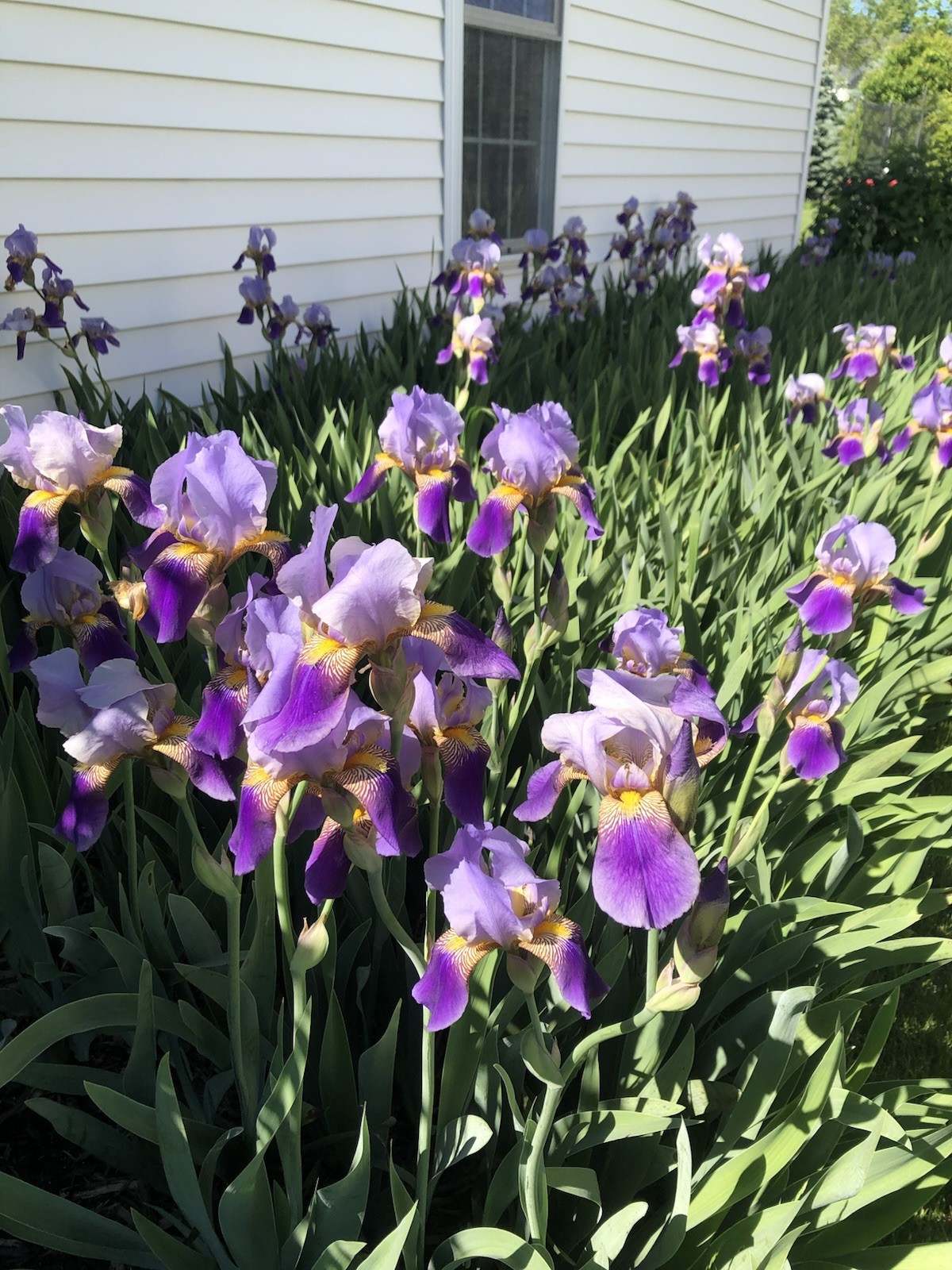 Purple Bearded Iris Rhizomes Bulbs Quantity of 10- Large Bulbs Free Shipping!