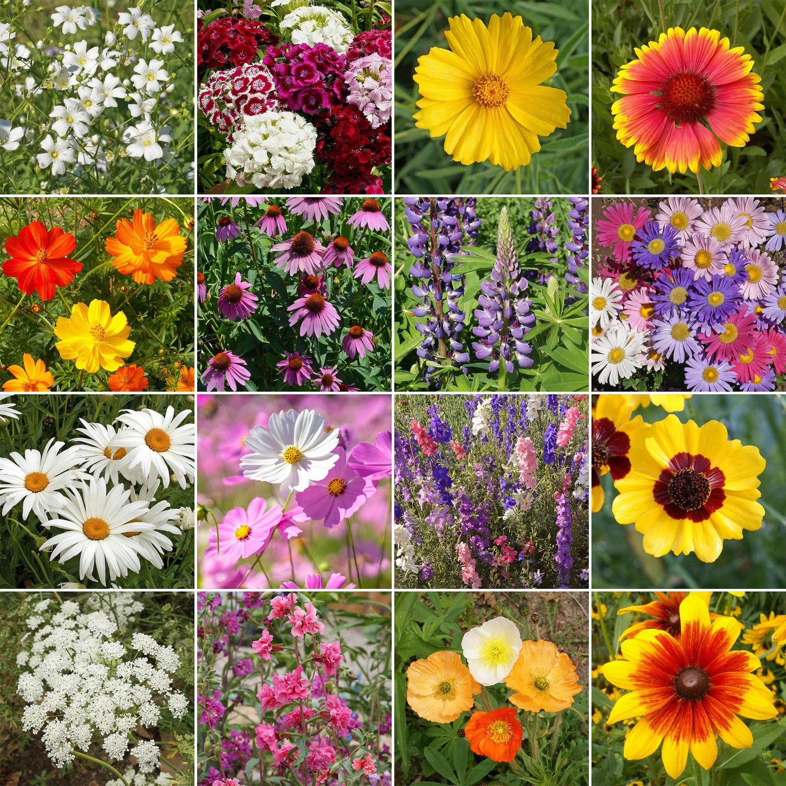1 lb FerryMorse Cut Flower Mix Bulk Wildflower Seeds Floral Garden