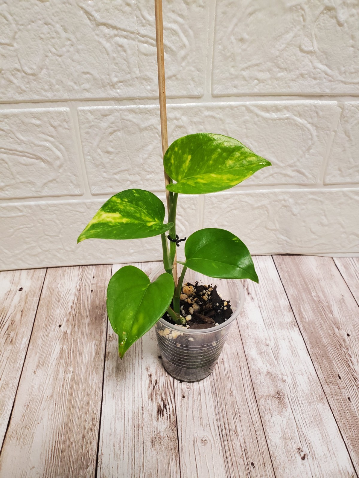 🪴Hawaiian Pothos Live Rooted Starter Plant GIANT form highly Variegated